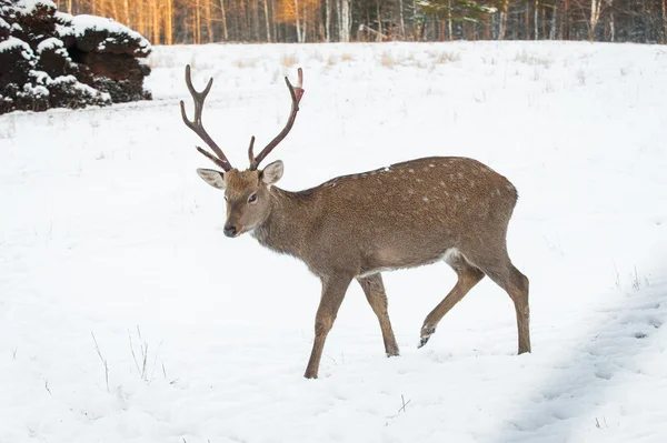 Deer in the Park Royalty Free Stock Photos