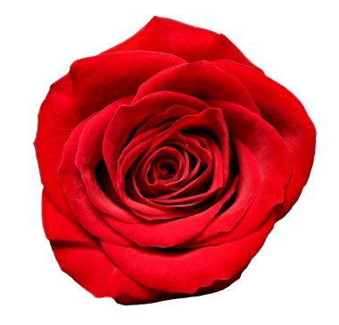 Beyaz arkaplandaki gülleri kapat