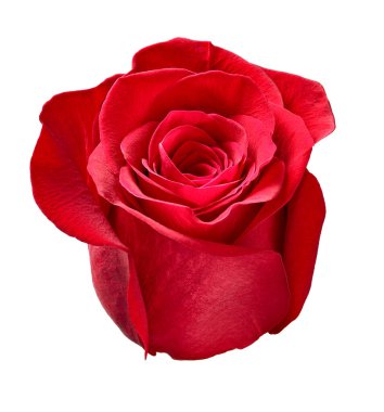 Beyaz arkaplandaki gülleri kapat