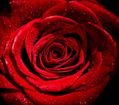 Beyaz arkaplandaki gülleri kapat