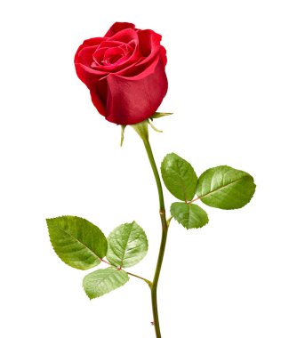 Beyaz arkaplandaki gülleri kapat