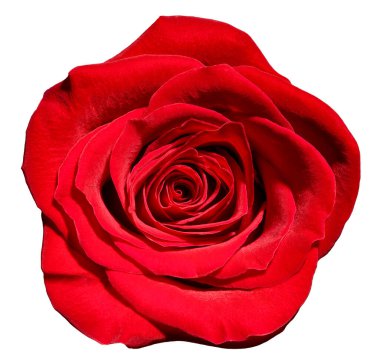 Beyaz arkaplandaki gülleri kapat