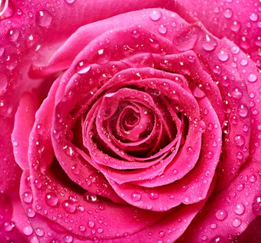 Beyaz arkaplandaki gülleri kapat