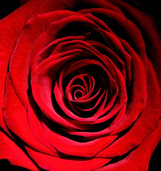 Close Roses White Background — Stock Photo, Image