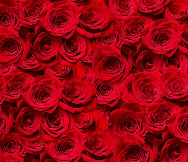 Close Roses White Background — Stock Photo, Image