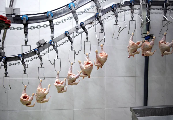 鸡肉制造厂食品工业家禽饲养禽鸟 — 图库照片