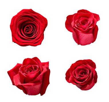 çiçek yaprağı çiçek arkaplanı