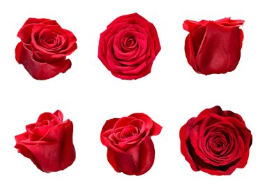 çiçek yaprağı çiçek arkaplanı