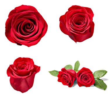 çiçek yaprağı çiçek arkaplanı