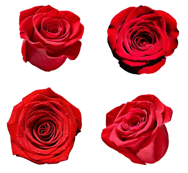 çiçek yaprağı çiçek arkaplanı