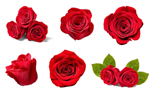 Květina růže okvětní lístek kvítkospm pozadí — Stock fotografie