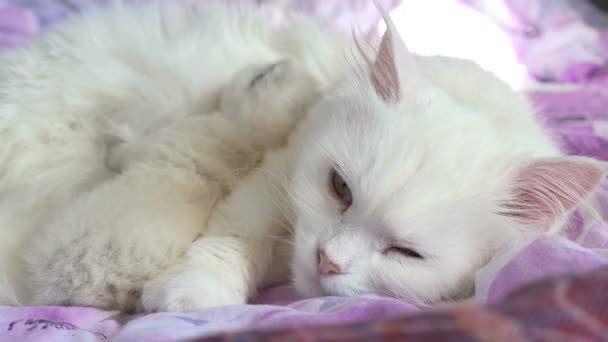 White cat feeding kitten sleeping on bed mother and son — Stock Video