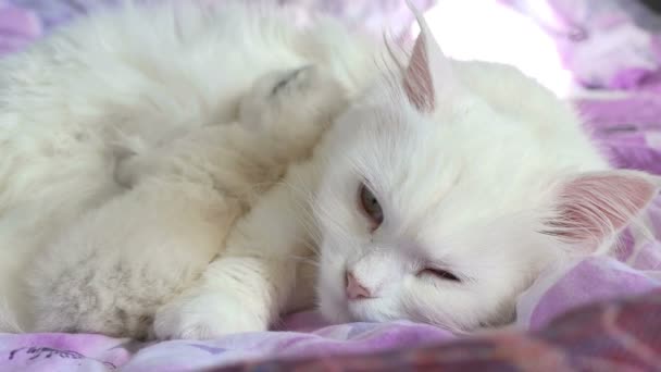 chat blanc nourrissant chaton dormir sur lit mère et fils 