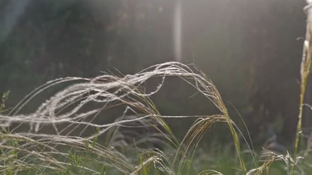 Péřová tráva na louce pod slunce slow motion videa