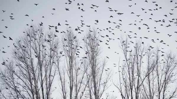 flock of birds flying in the sky crows. chaos surprise of death concept. group of birds flying in the sky. black crows in a fright group circling against fly the sky. migration movement of birds