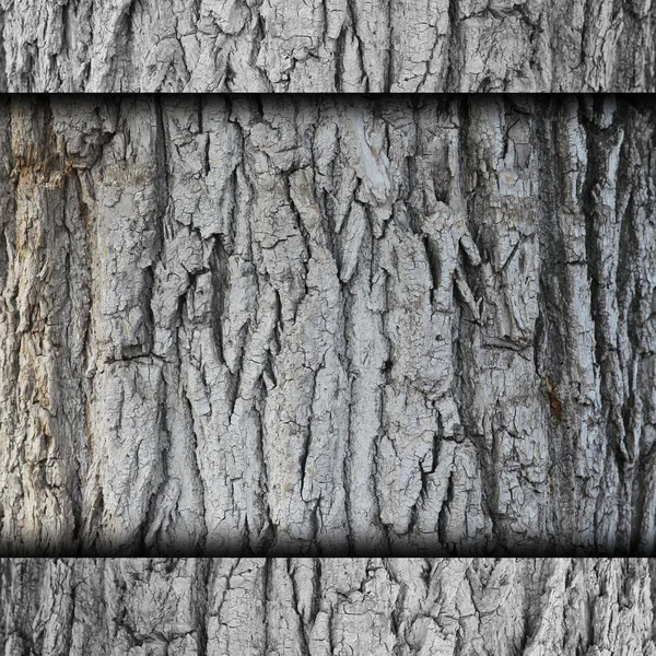 树，树皮背景墙 grunge 面料抽象石纹理 — 图库照片
