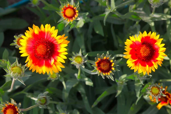 Wallpaper red yellow flower background nature summer spring — Stock Photo, Image