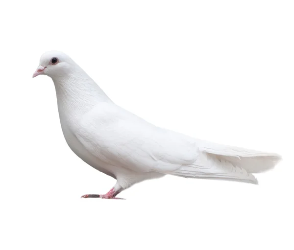 White dove sits isolated — Stock Photo, Image
