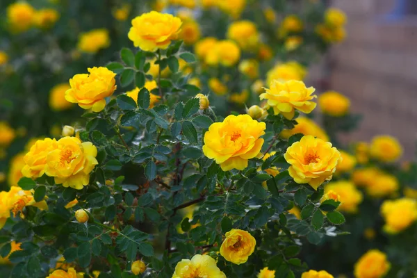 黄色のバラのブライヤー ブッシュの花、自然の背景 — ストック写真