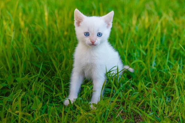 Gatito lindo gato con ojos azules, blanco en verde hierba animal de compañía — Foto de Stock