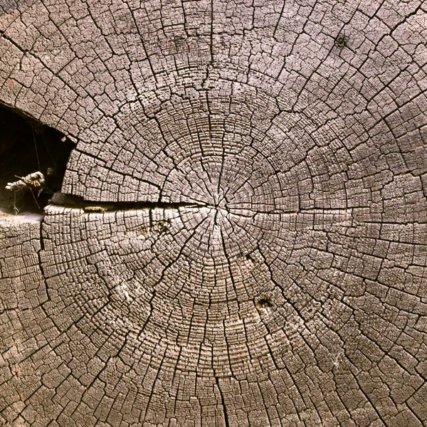 링의 맥락에서 가장 오래 된 나무 — 스톡 사진