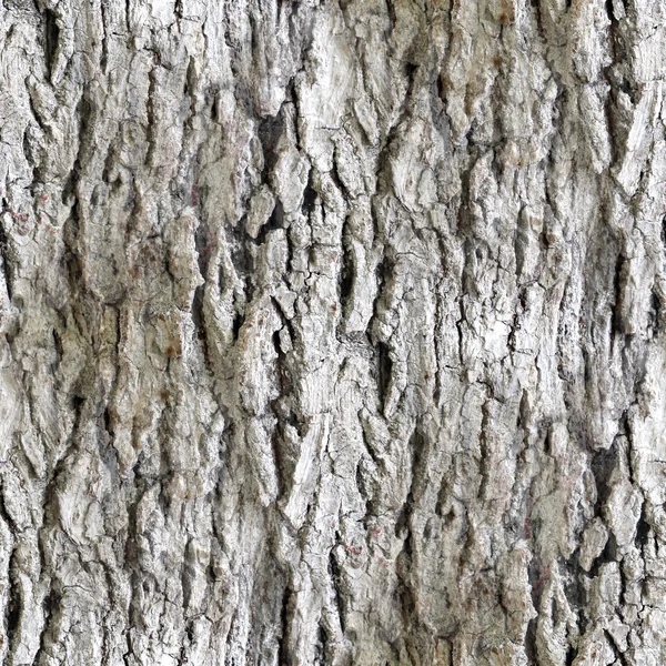 Seamless texture white tree bark wallpaper background — Stock Photo, Image