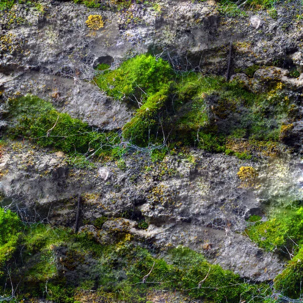 Bezešvá textura se plíseň mechu a pavučiny — Stock fotografie