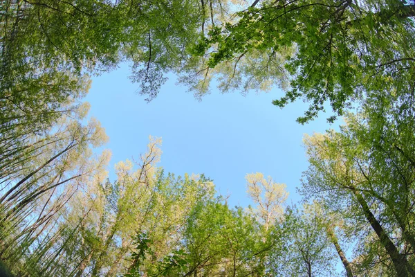 Trädtopparna landskap på bakgrund av blå himmel natur vackra la — Stockfoto