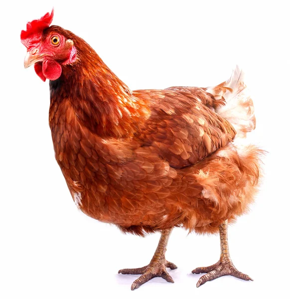 Vogel Hühnerfarm Heimat für Fleisch isoliert auf weißem Hintergrund — Stockfoto