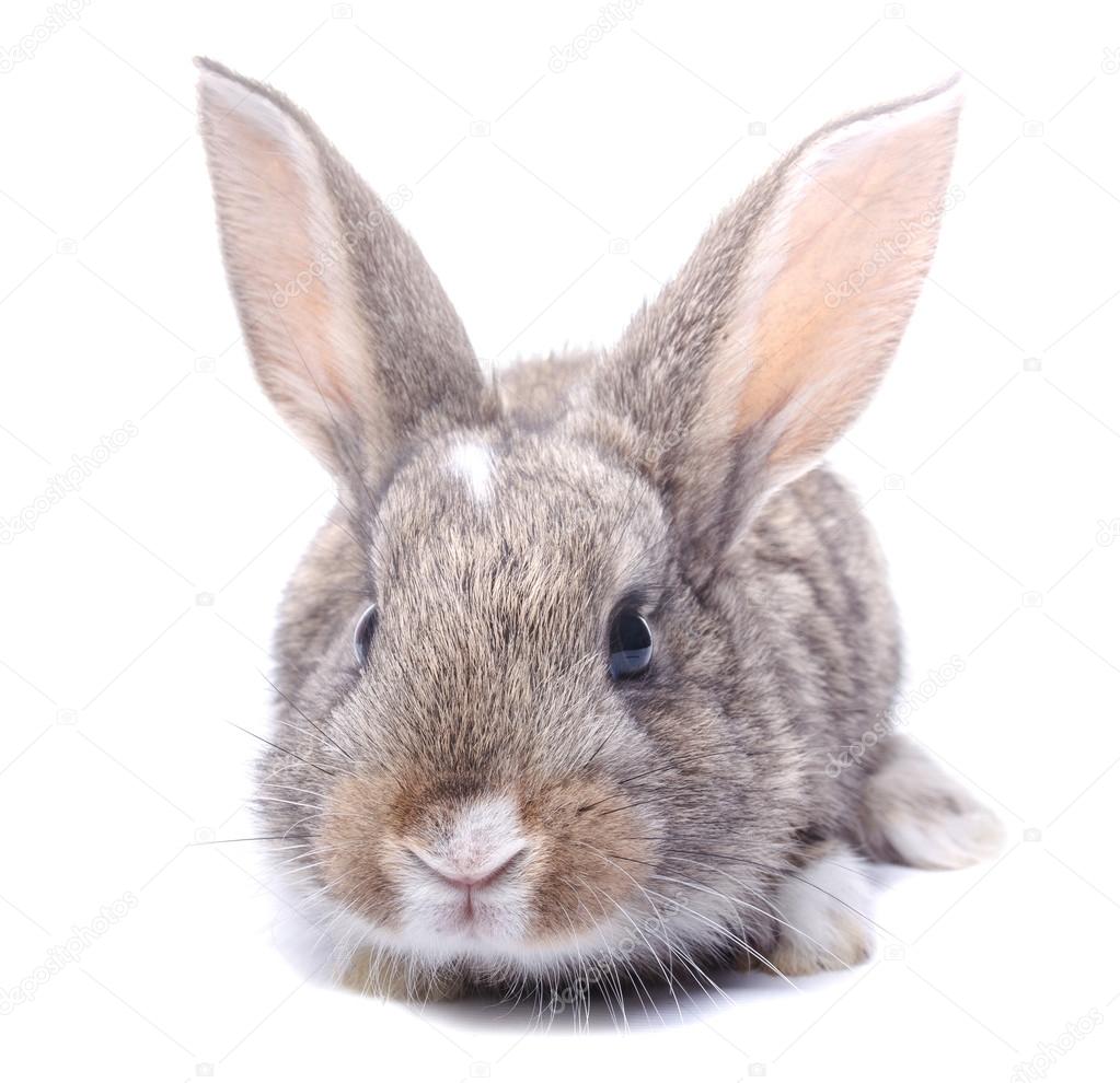 sitting isolated on white background gray bunny holiday easter