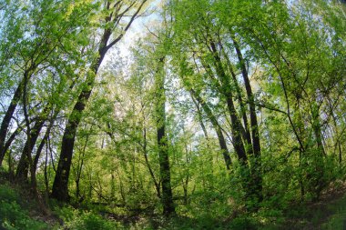 kalın vahşi yaprak döken orman yeşil peyzaj çevre