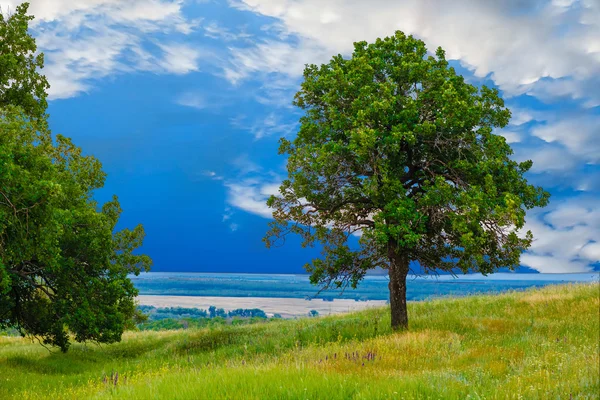 Zelené oblohy strom dubový pole krajina trávy příroda — Stock fotografie