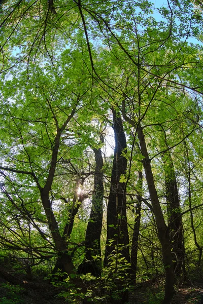 Vilda tjocka lövskog gröna landskap miljö — Stockfoto