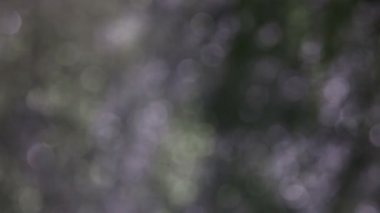 ışık gri gümüş bokeh, bulanıklık, yılbaşı, christmas doku hareketli video