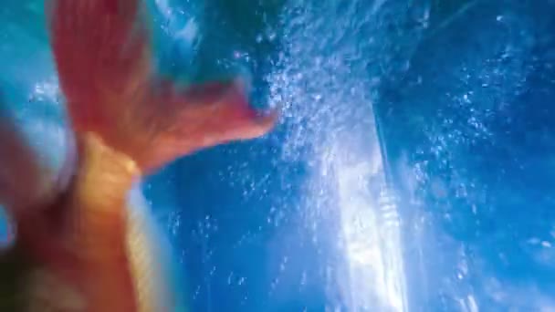 Abstracto fondo azul burbujas agua en movimiento flota oro pescado vídeo hd 1920x1080 — Vídeos de Stock
