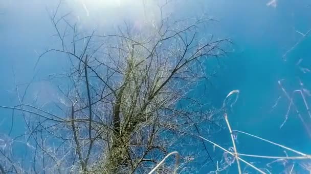 Dry tree without leaves against  blue sky  with clouds  vdeo hd 1920x1080 gopro — Stock Video