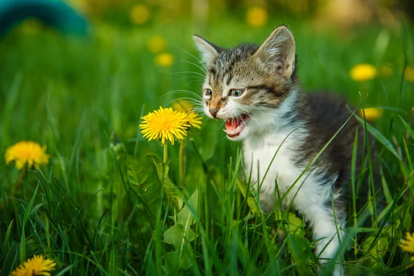 Black and white kitten meowing cat cries sitting in green grass — Stock Photo, Image