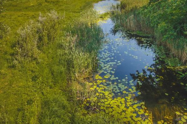Russisch moeras zomer landschap groene top rivierzicht — Stockfoto