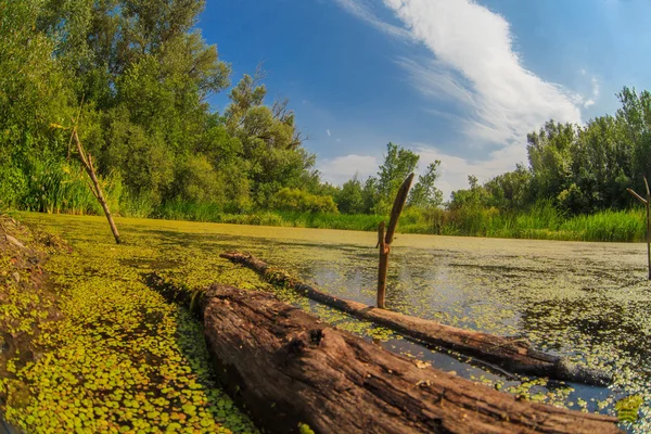 Kroos moeras bos addertje onder het gras hemel Russische landschap — Stockfoto