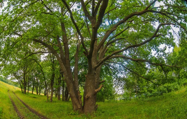 Verde viejo roble verano paisaje fondo — Foto de Stock