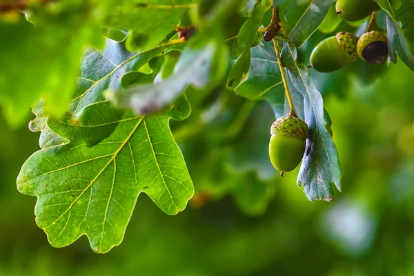 Green acorn hanging from a tree oak leaf background nature summe — Stock Photo, Image