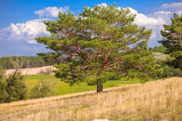 Lone pine tree står i ett fält på en bakgrund av blå himmel Gre — Stockfoto