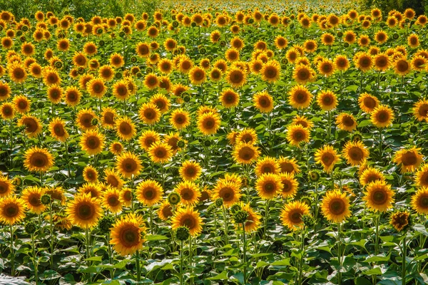 Фон багато соняшників літній ландшафтний зберігач екрану для y — стокове фото