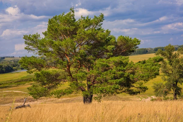 Osamělý strom stojí v poli na pozadí modré oblohy zelené — Stock fotografie