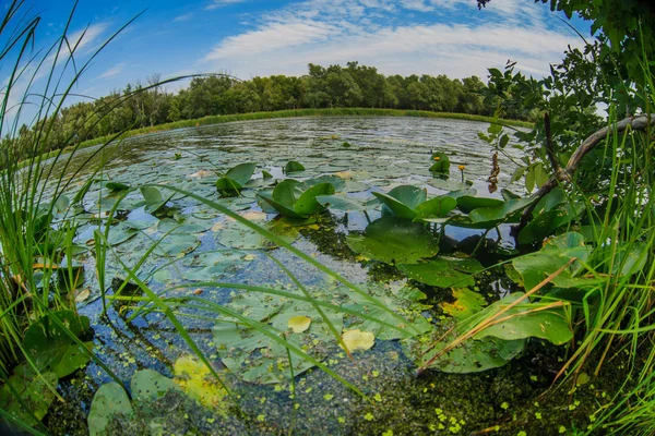 Lago con lirios de agua estanque paisaje natural en el fondo de bl —  Fotos de Stock