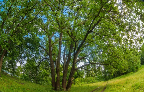 Ryska landskapet grön ekskog gamla grenar brett natur pho — Stockfoto