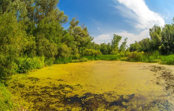 Pantano chupado pato hierba verde con cielo azul en el bosque landscap — Foto de Stock