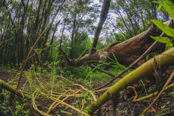 Torra träd liggande i tät vilda gröna skogslandskapet Ryssland — Stockfoto