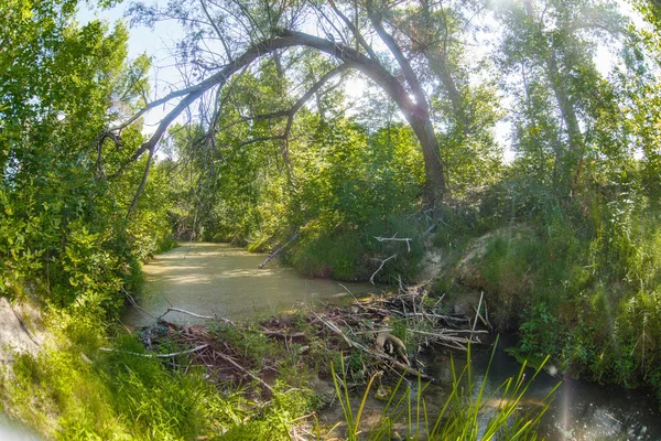 Biberdamm Landschaft Flusssumpf im Wald grüne wilde Impene — Stockfoto