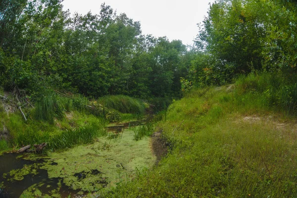 Krajina divoké bažina v neprostupné Lesní řeky mělký sa — Stock fotografie